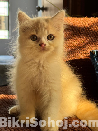 PURE PERSIAN SEMI ADULT MALE AND FEMALE